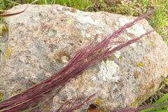 Muhlenbergia rigida