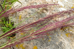 Muhlenbergia rigida