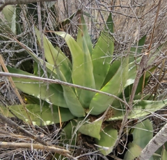 Agave nuusaviorum deltoidea