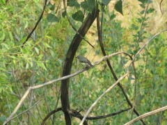 Vireo plumbeus