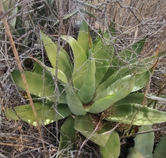 Agave nuusaviorum deltoidea