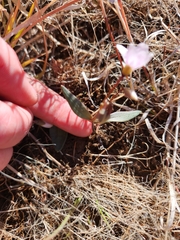 Claytonia rosea