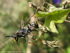 Polistes cinerascens