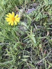 Senecio californicus