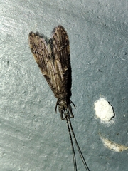 Oecetis