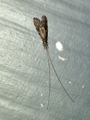 Oecetis