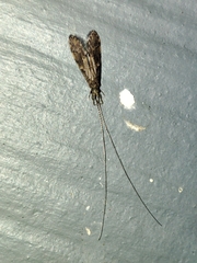 Oecetis
