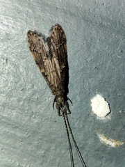 Oecetis