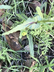Senecio californicus
