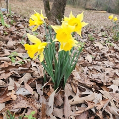 Narcissus pseudonarcissus