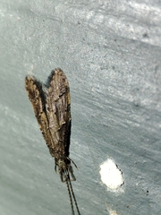 Oecetis