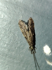 Oecetis
