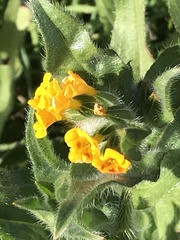 Amsinckia spectabilis