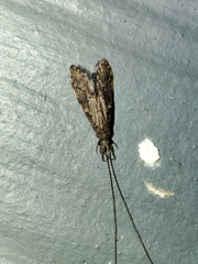 Oecetis