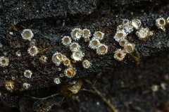 Trichopezizella