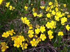 Potentilla incana