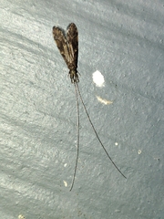 Oecetis