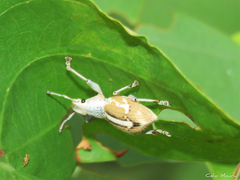 Naupactus glaucus