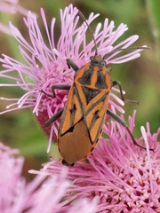 Spilostethus rivularis