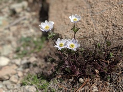 Anemone drummondii