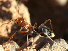 Myrmecocystus melliger