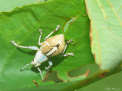 Naupactus glaucus