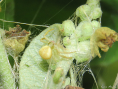 Misumenoides