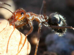 Myrmecocystus melliger