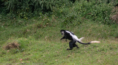 Colobus guereza matschiei
