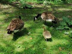 Branta canadensis