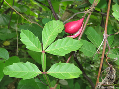 Paullinia pinnata