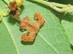 Epicadus trituberculatus