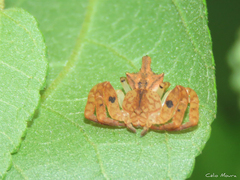 Epicadus trituberculatus