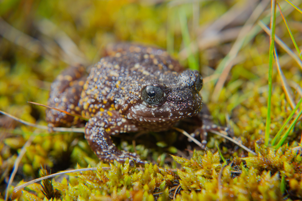 Bandeira Button Frog