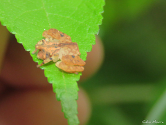 Epicadus trituberculatus