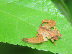 Epicadus trituberculatus