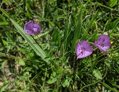 Calochortus nudus