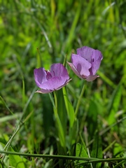 Calochortus nudus