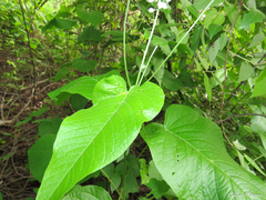 Croton