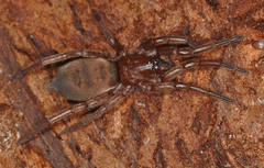 Haplodrassus
