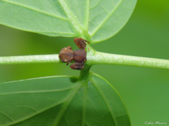 Epicadus trituberculatus