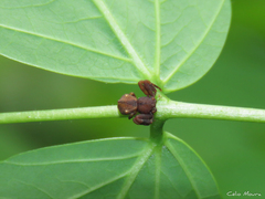 Epicadus trituberculatus