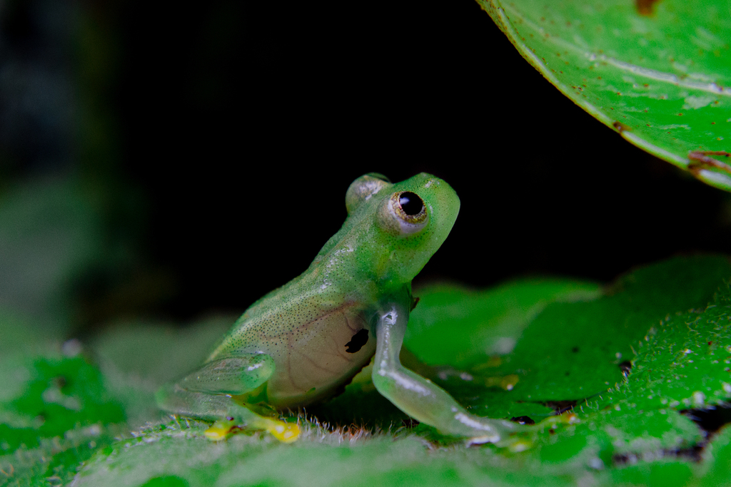 Rio Glass Frog