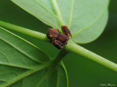 Epicadus trituberculatus