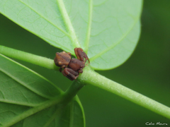 Epicadus trituberculatus