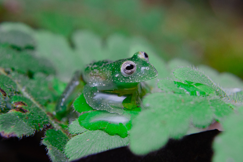 Lages Glass Frog, Vitreorana parvula