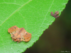 Epicadus trituberculatus