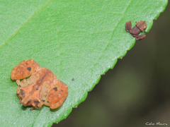 Epicadus trituberculatus