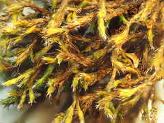 Schistidium apocarpum