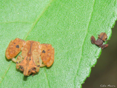 Epicadus trituberculatus